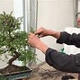 Bonsai Beringin Termahal